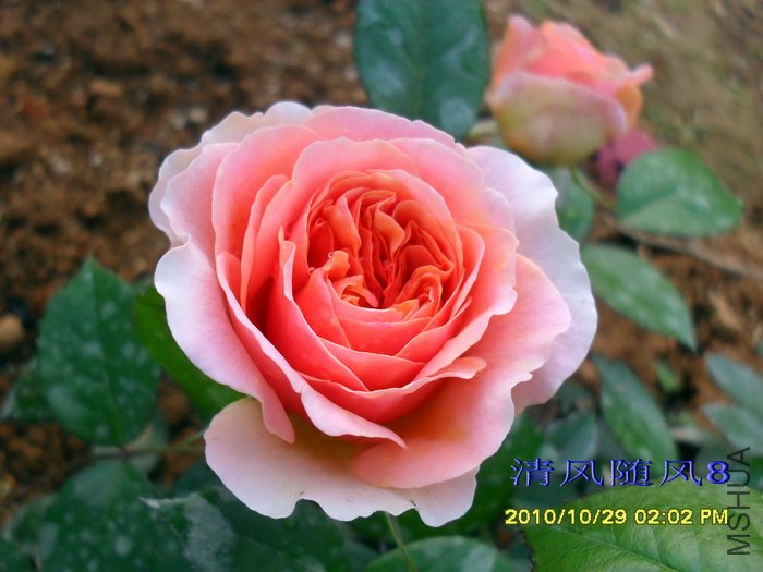 ���ֹ� (Chippendale (4).jpg