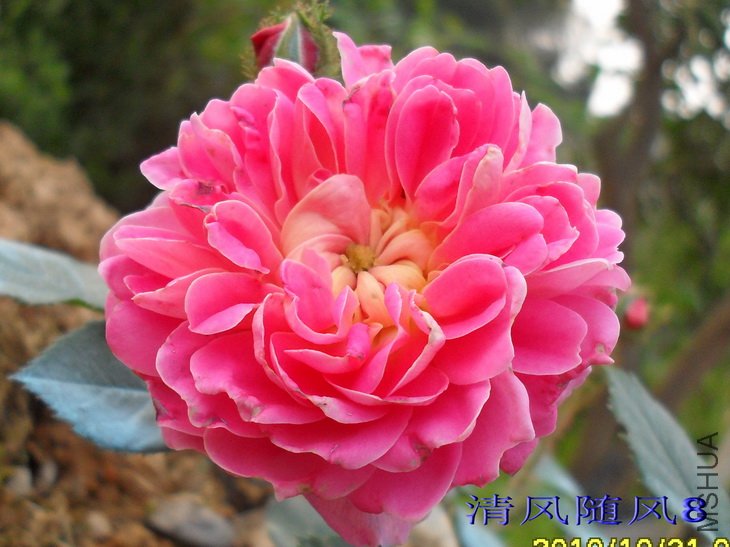 ���� (Treasure Trail) (4).jpg