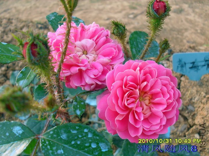 ���� (Treasure Trail) (2).jpg