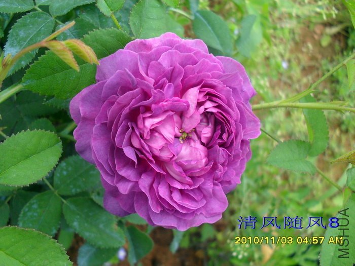 ��¥��������Belle de crecy�� (1).jpg