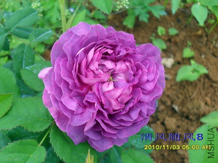 ��¥��������Belle de crecy�� (4).jpg