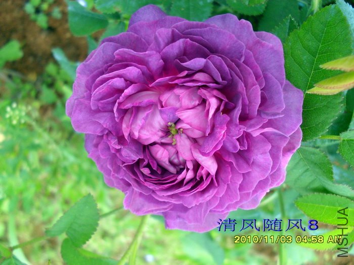 ��¥��������Belle de crecy�� (5).jpg