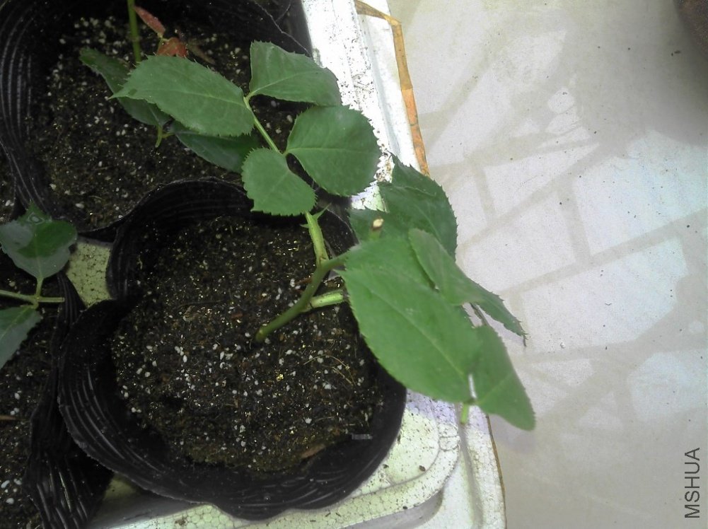 2011-06-14_07-07-01_736.jpg
