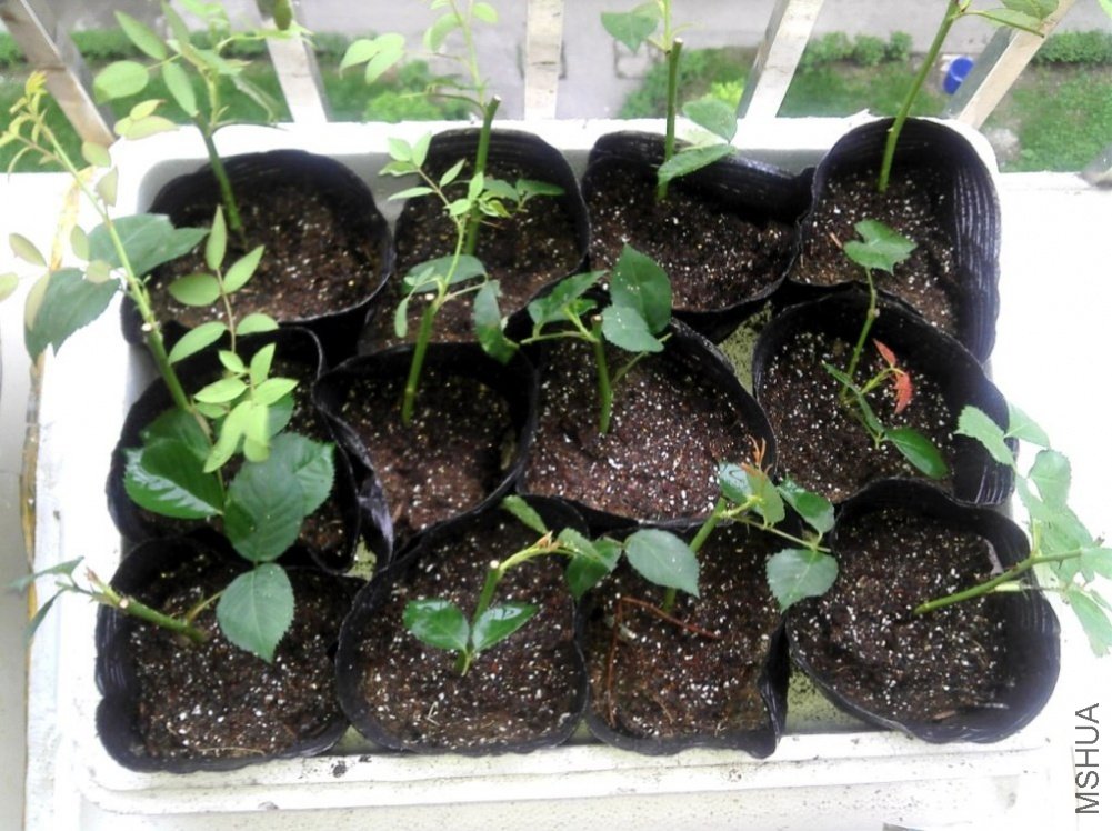 2011-06-14_07-06-43_874.jpg