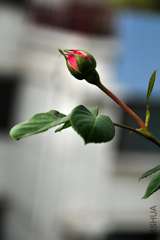nEO_IMG_DSC_1889.jpg