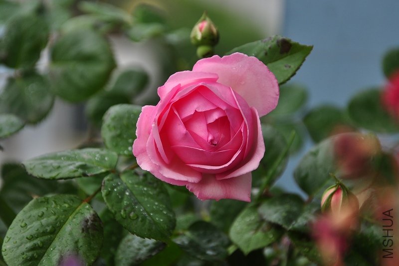 nEO_IMG_DSC_2175.jpg
