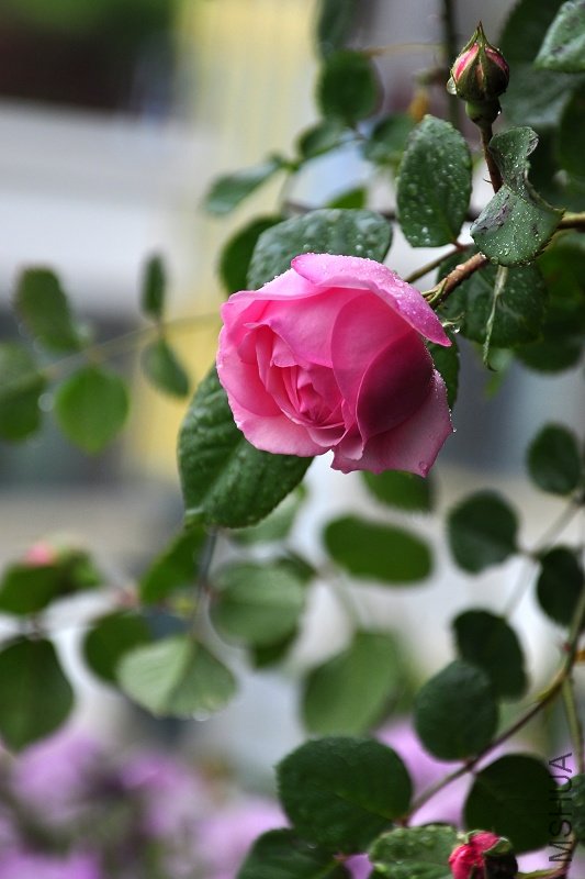 nEO_IMG_DSC_2162.jpg