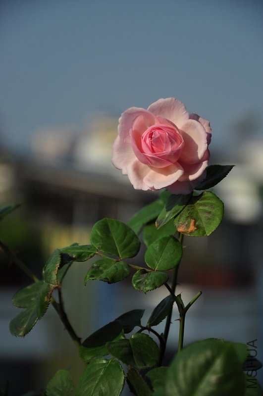 nEO_IMG_DSC_2262.jpg