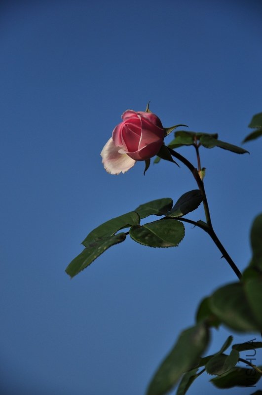 nEO_IMG_DSC_2270.jpg