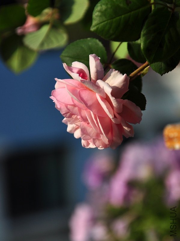 nEO_IMG_DSC_2265.jpg