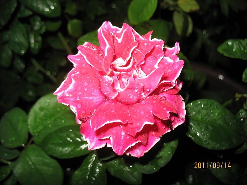 IMG_9511.JPG