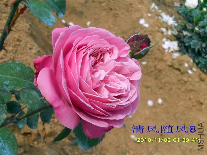 Ŧ������ (1).jpg