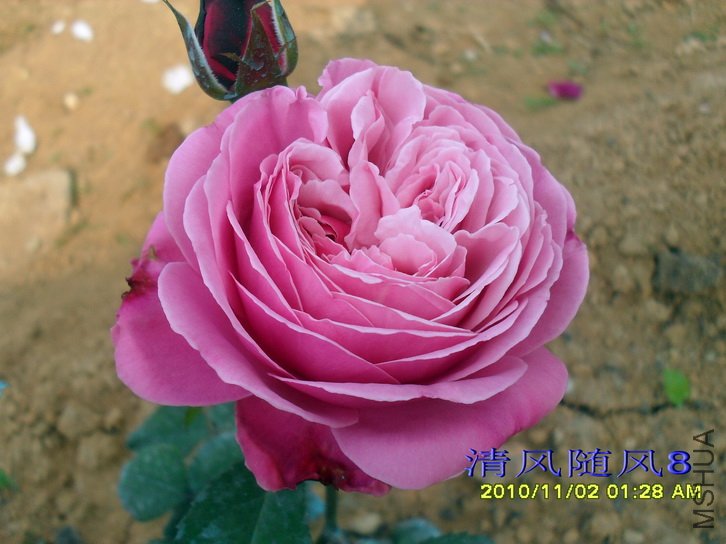 Ŧ������ (5).jpg