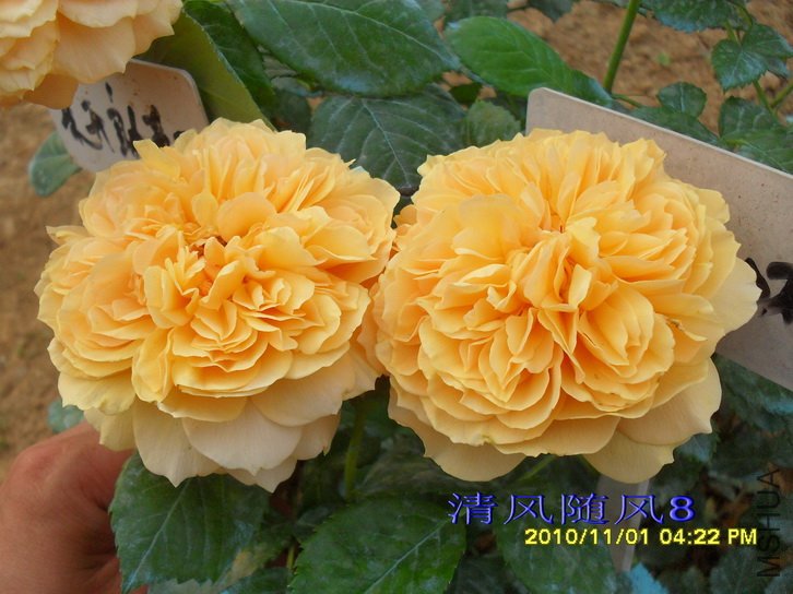 ����ͼͼ (4).jpg