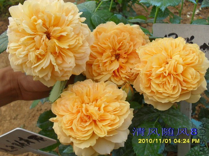 ����ͼͼ (3).jpg