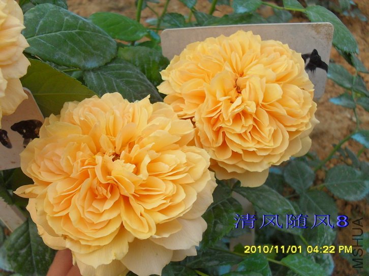 ����ͼͼ (5).jpg