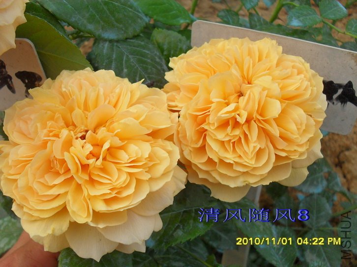 ����ͼͼ (1).jpg