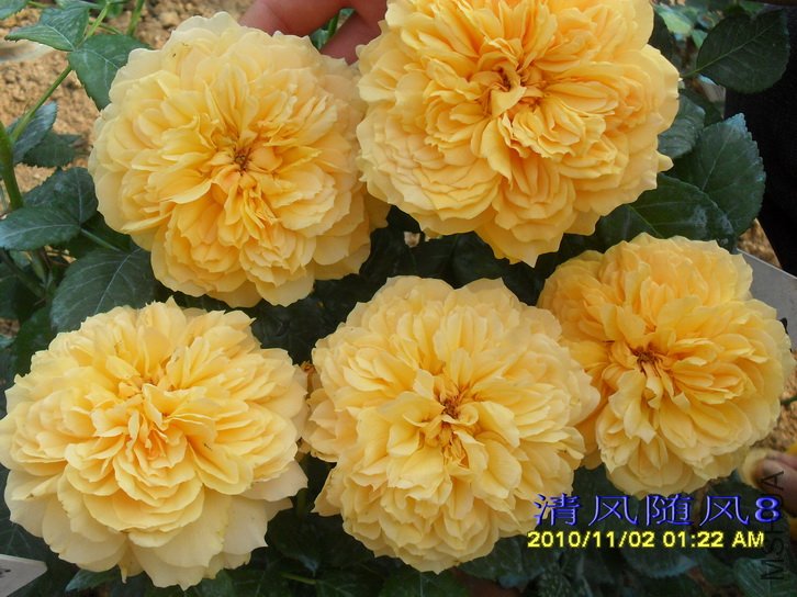 ����ͼͼ (2).jpg