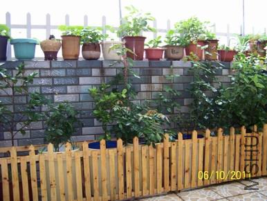 ������С 100_1099.JPG