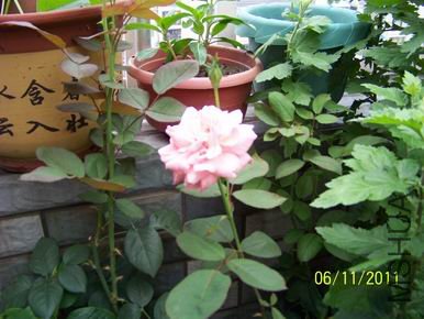 ������С 100_1115.JPG