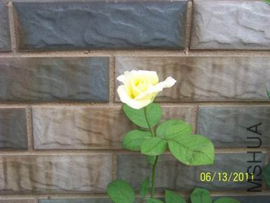 ������С 100_1126.JPG