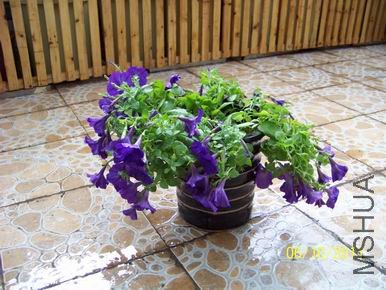 ������С 100_1105.JPG