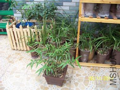 ������С 100_1120.JPG