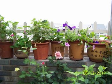 ������С 100_1127.JPG