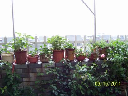 ������С 100_1108.JPG