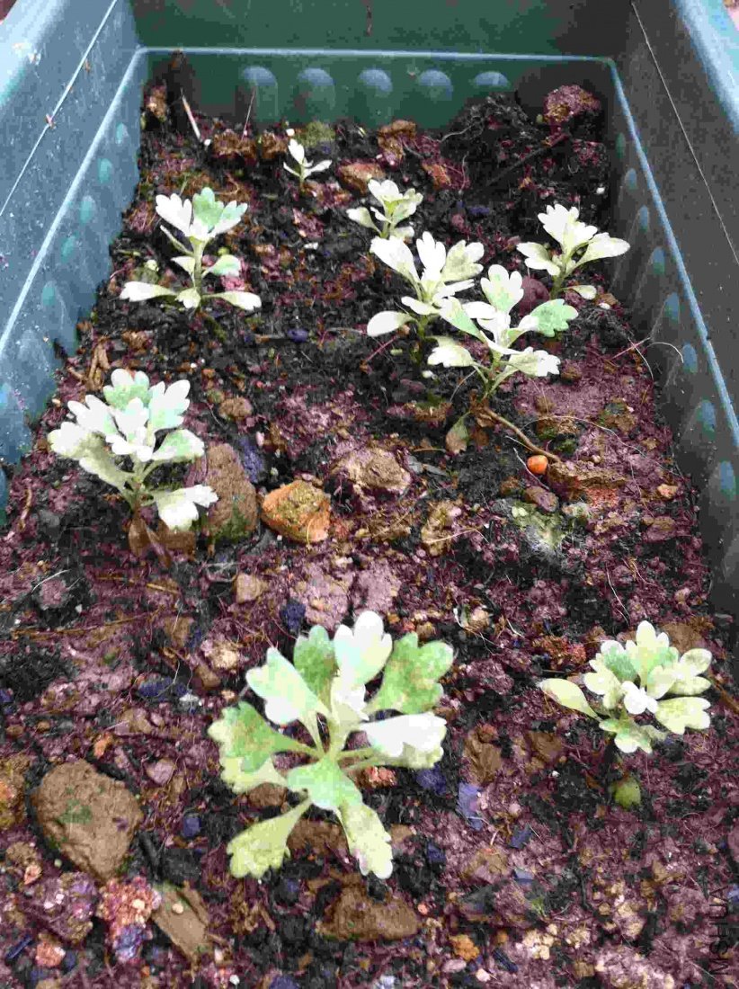 ��Ƭ 078_conew1.jpg