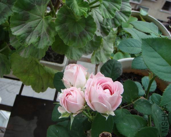 DSC00814A.JPG