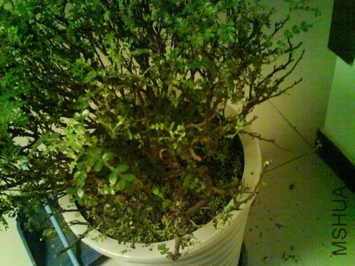 ������С DSC01334.JPG