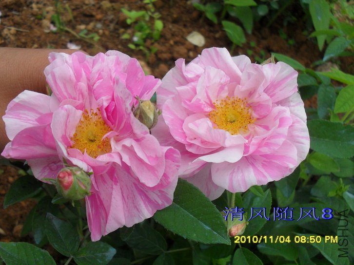 ��֥Versicolor (3).jpg