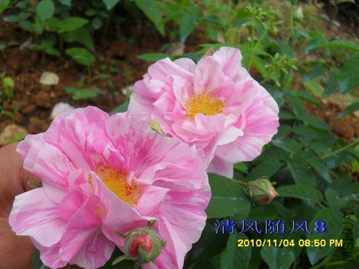 ��֥Versicolor (2).jpg