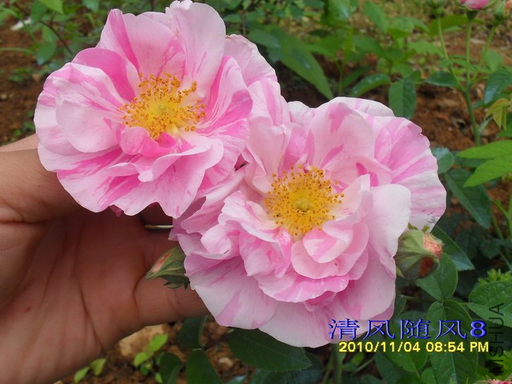 ��֥Versicolor (4).jpg