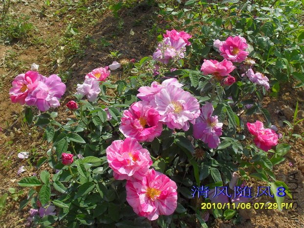 ��֥Versicolor (5).jpg