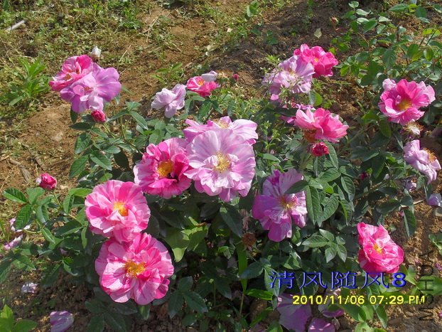 ��֥Versicolor (1).jpg