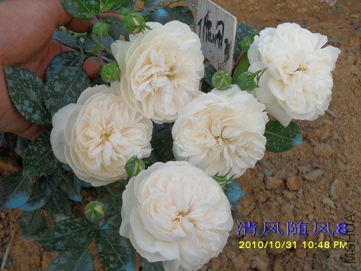 ���������ʿ (Macmillan nurse) (2).jpg