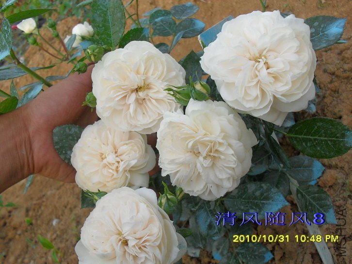 ���������ʿ (Macmillan nurse) (3).jpg