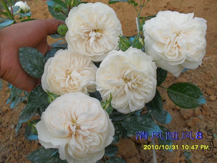 ���������ʿ (Macmillan nurse) (4).jpg