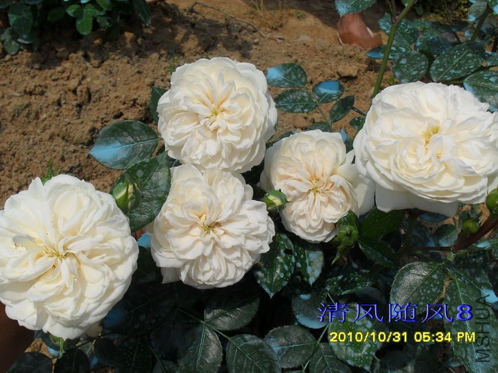 ���������ʿ (Macmillan nurse) (1).jpg