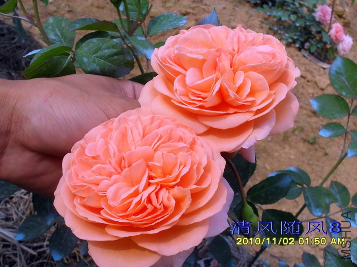 ·��˿�����Ŵģ�Louise clements�� (1).jpg