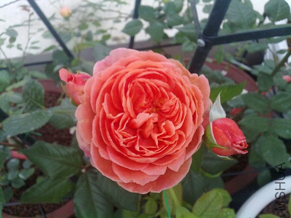 20110514960_����.jpg