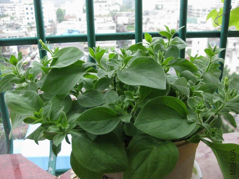 ������С ������С IMG_3959.JPG