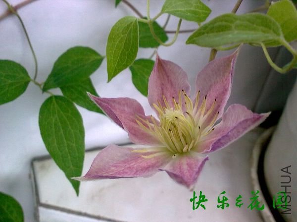 20110616��������.jpg
