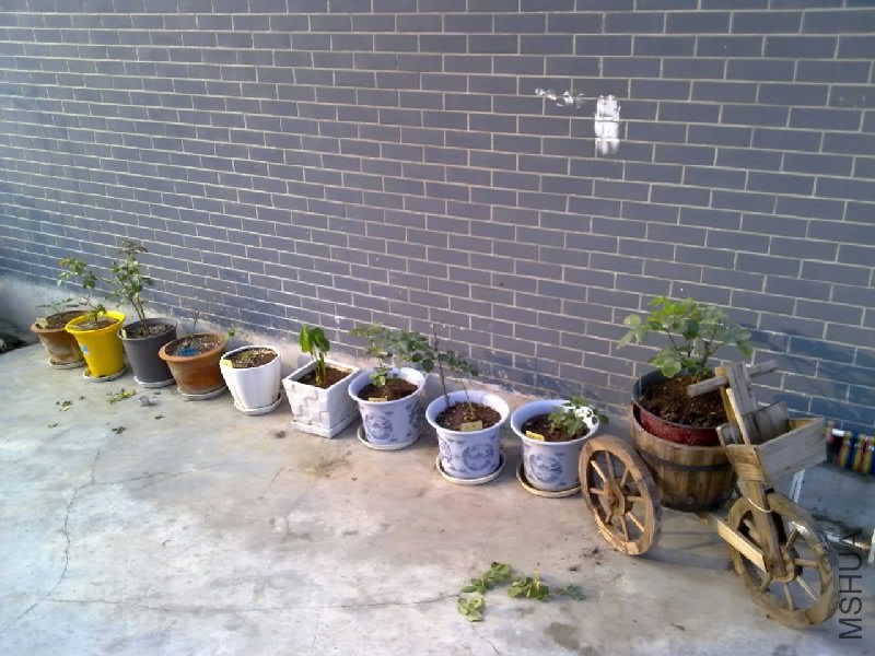 20110615476.jpg