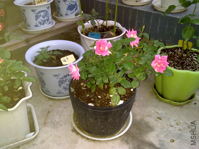 20110616488.jpg