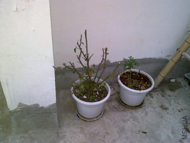 20110616482.jpg