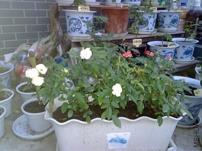 20110616487.jpg