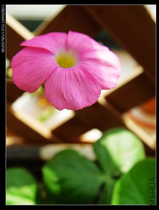 nEO_IMG_DSC06765.jpg